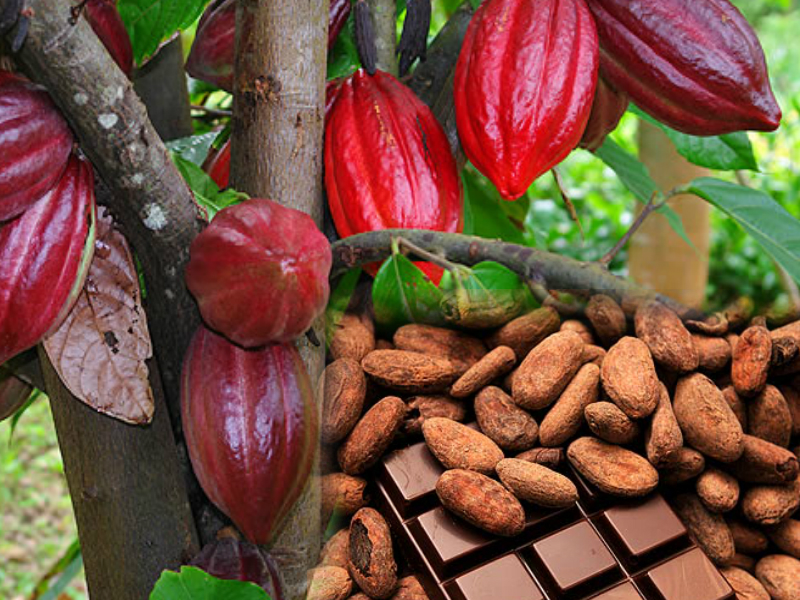 Cacao Benefits