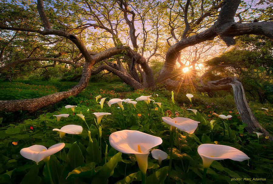 Heaven on Earth by Marc Adamus